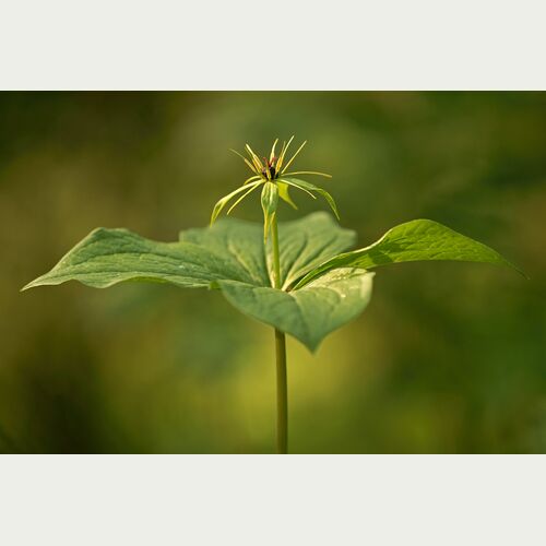 Bedrohte Schönheit: Die Einbeere zeigt im Mai ihre Blüte. Aus dem dunkel gefärbten Fruchtknoten entwickelt sich dann die Beere_Marko Koenig